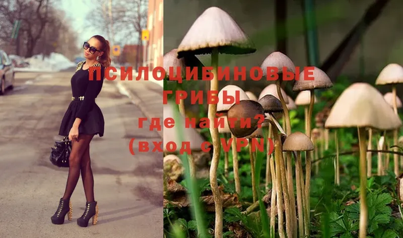 Псилоцибиновые грибы Cubensis  Алатырь 